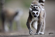 Ring-tailed Lemur (Lemur catta) mother and young, Anja Park, Madagascar
