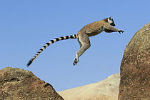 Ring-tailed Lemur (Lemur catta) jumping, Anja Park, Madagascar