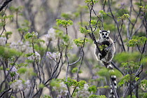 Ring-tailed Lemur (Lemur catta) in tree, Anja Park, Madagascar