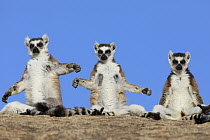 Ring-tailed Lemur (Lemur catta) trio basking, Anja Park, Madagascar