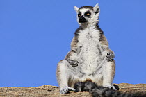 Ring-tailed Lemur (Lemur catta) basking, Anja Park, Madagascar
