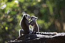 Ring-tailed Lemur (Lemur catta) young playing, Anja Park, Madagascar