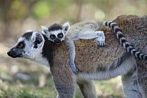 Ring-tailed Lemur (Lemur catta) mother carrying young, Anja Park, Madagascar