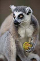 Ring-tailed Lemur (Lemur catta) feeding on tomato, Anja Park, Madagascar