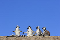 Ring-tailed Lemur (Lemur catta) group basking, Anja Park, Madagascar