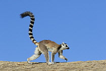 Ring-tailed Lemur (Lemur catta), Anja Park, Madagascar