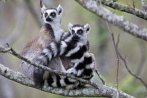 Ring-tailed Lemur (Lemur catta) pair in tree, Anja Park, Madagascar