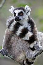Ring-tailed Lemur (Lemur catta) in tree, Anja Park, Madagascar