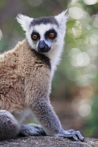 Ring-tailed Lemur (Lemur catta), Anja Park, Madagascar