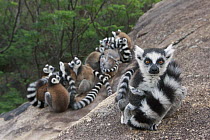 Ring-tailed Lemur (Lemur catta) group huddling for warmth, Anja Park, Madagascar