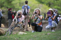 Ring-tailed Lemur (Lemur catta) trio with tourists, Anja Park, Madagascar