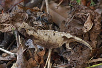 Spiny Leaf Chameleon (Brookesia decaryi) camouflaged in leaf litter, Madagascar