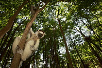 Verreaux's Sifaka (Propithecus verreauxi) in forest, Berenty, Madagascar