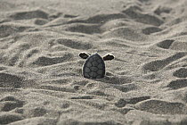 Green Sea Turtle (Chelonia mydas) hatchling stuck in sand, Tortuguero National Park, Costa Rica