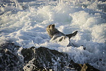 Harbor Seal (Phoca vitulina) being swept off rocks by wave, San Diego, California