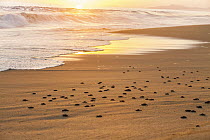 Olive Ridley Sea Turtle (Lepidochelys olivacea) hatchlings going to sea after being released, Oaxaca, Mexico