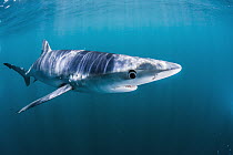 Blue Shark (Prionace glauca), San Diego, California