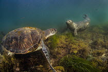 Green Sea Turtle (Chelonia mydas) and Harbor Seal (Phoca vitulina), San Diego, California