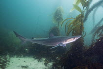 School Shark (Galeorhinus galeus), San Diego, California