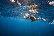 Loggerhead Sea Turtle (Caretta caretta) juvenile, San Diego, California