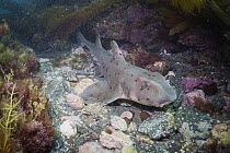 Horn Shark (Heterodontus francisci), San Diego, California