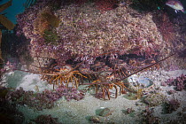 California Spiny Lobster (Panulirus interruptus) group, La Jolla, California
