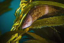 Giant Kelpfish (Heterostichus rostratus), San Diego, California