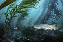 Spotted Seven-gilled Shark (Notorynchus cepedianus) in kelp forest, San Diego, California