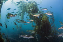 Kelp Bass (Paralabrax clathratus) school, San Diego, California