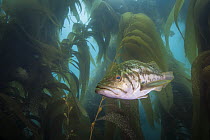 Kelp Bass (Paralabrax clathratus) in kelp forest, San Diego, California