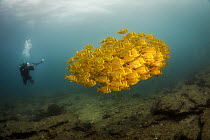 Panama Porkfish (Anisotremus taeniatus) school and diver, Cabo Pulmo National Park, Baja California, Mexico