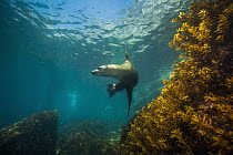 California Sea Lion (Zalophus californianus), Baja California, Mexico