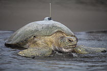 Green Sea Turtle (Chelonia mydas) female returning to sea after being tagged by researchers, Tortuguero National Park, Costa Rica