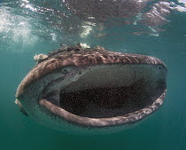 Whale Shark (Rhincodon typus) filter-feeding with Remoras (Remora remora), Baja California, Mexico