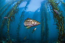 Kelp Bass (Paralabrax clathratus) group in kelp forest, San Diego, California