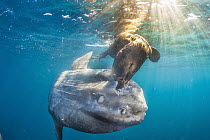 California Sea Lion (Zalophus californianus) feeding on Ocean Sunfish (Mola mola), San Diego, California