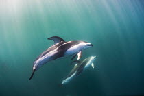 Pacific White-sided Dolphin (Lagenorhynchus obliquidens) pair, San Diego, California