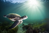 Green Sea Turtle (Chelonia mydas), San Diego, California
