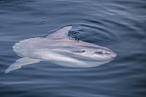 Ocean Sunfish (Mola mola), San Diego, California