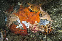 Bat Star (Asterina miniata) feeding on juvenile Ocean Sunfish (Mola mola) carcass, Monterey, California