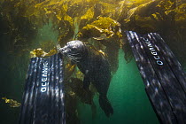 Harbor Seal (Phoca vitulina) biting scuba diver's fin, Monterey, California