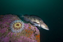 Lingcod (Ophiodon elongatus) and sea anemone, Monterey, California