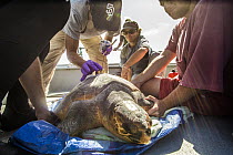 Loggerhead Sea Turtle (Caretta caretta) being tagged by biologists, San Diego, California