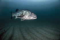 Giant Sea Bass (Stereolepis gigas), San Diego, California
