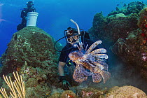 Common Lionfish (Pterois volitans), invasive species, speared by diver, Redonda Island, Caribbean