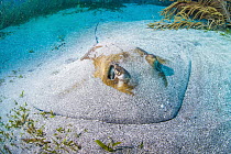 Southern Stingray (Dasyatis americana) buried in sand, Saint Eustatius, Caribbean