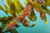 Pelagic Red Crab (Pleuroncodes planipes) group on kelp, indicators of El Nino, California