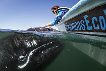 Gray Whale (Eschrichtius robustus) touched by tourist, Baja California, Mexico