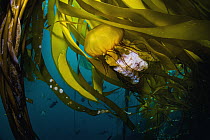 Pacific Sea Nettle (Chrysaora fuscescens) jellyfish in kelp, Monterey Bay, California
