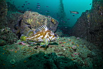 Copper Rockfish (Sebastes caurinus), San Diego, California